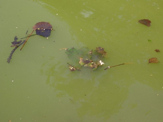 P7030350_2.jpg