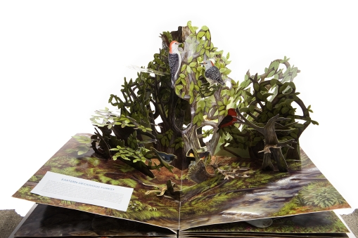 Bird_book_popup9.jpg