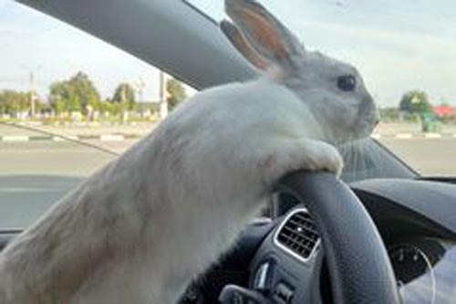 white-easter-bunny-rides-to-give-gifts-rabbit-car-driver-s-seat-behind-steering-wheel-hare-140265881.jpg