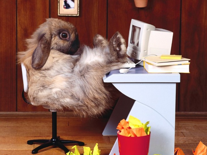Lapin PC..jpg