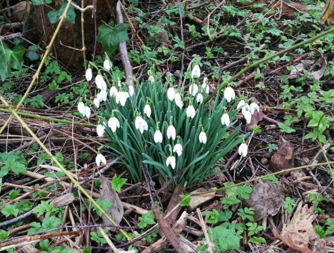 perce neige.jpg