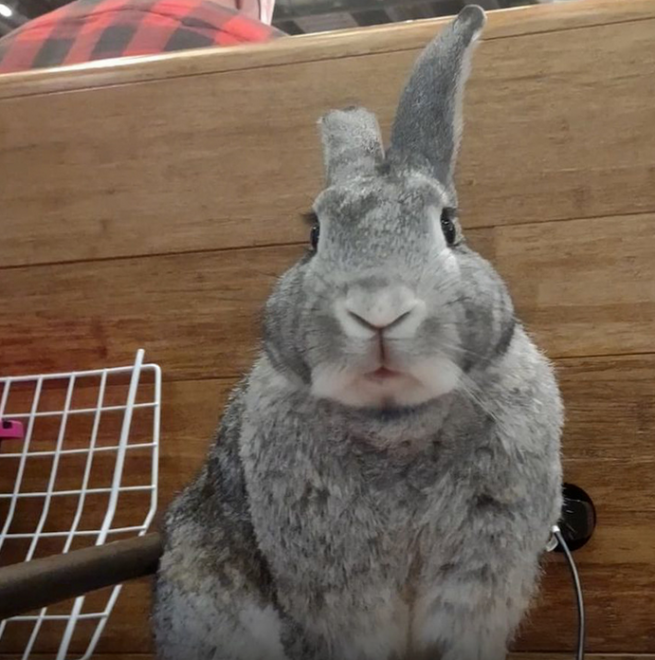 Lapin Sao Paulo bis..PNG