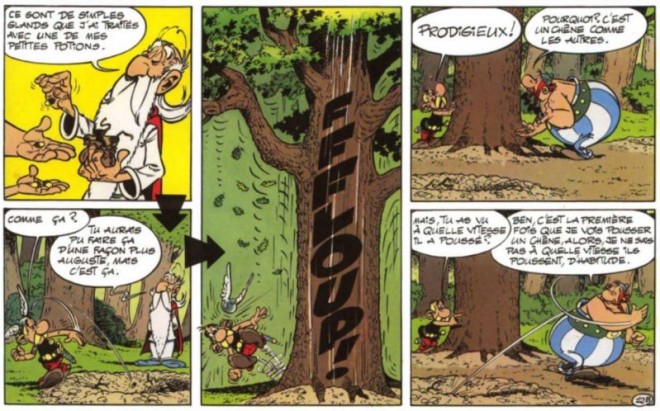 asterix chene.JPG