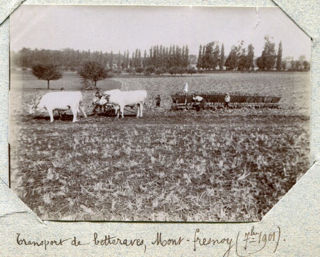 02 - Le Mont-Fresnoy - Transport de betteraves - Septembre 1901.jpg