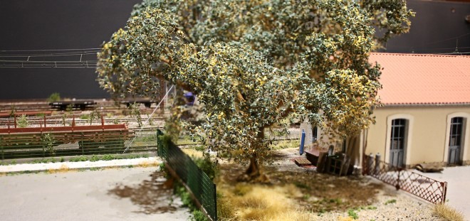 châtaignier.jpg