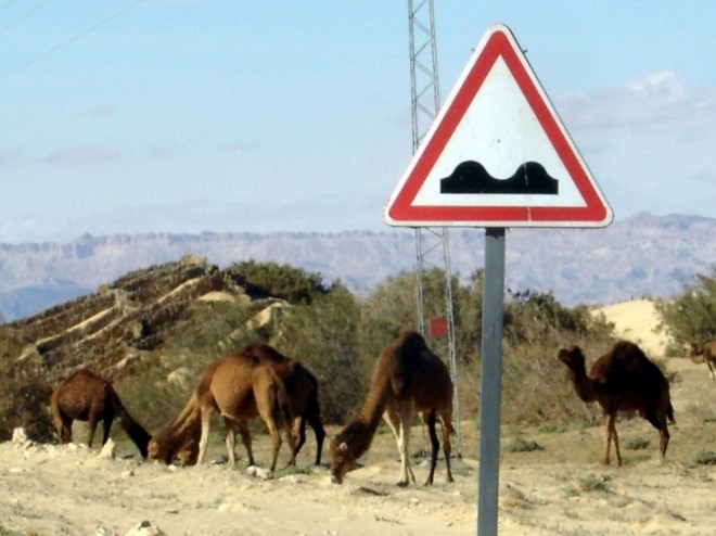 Dos d'âne et de chameau.jpg