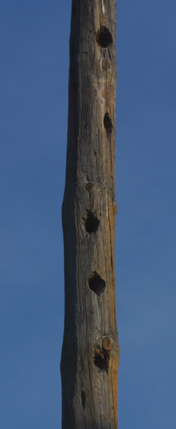 PME Poteau téléphonique..PNG