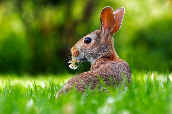 Article_lapin_probl__mes_dentaires_4.jpg