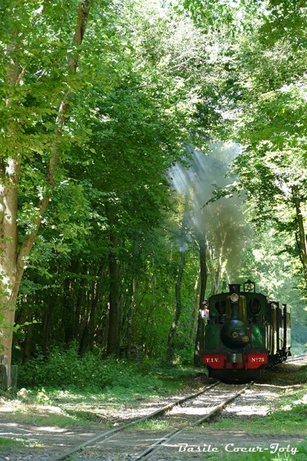 TIV Forêt 02.jpg