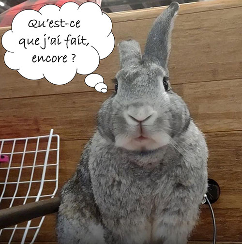 Lapin désolé.jpg