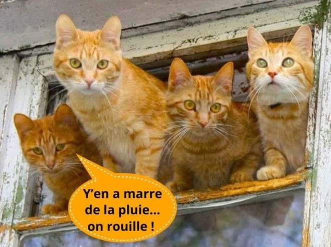 PME Chat Rouille..jpg