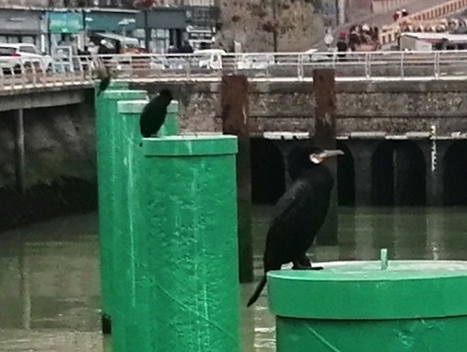 trep cormoran.jpg