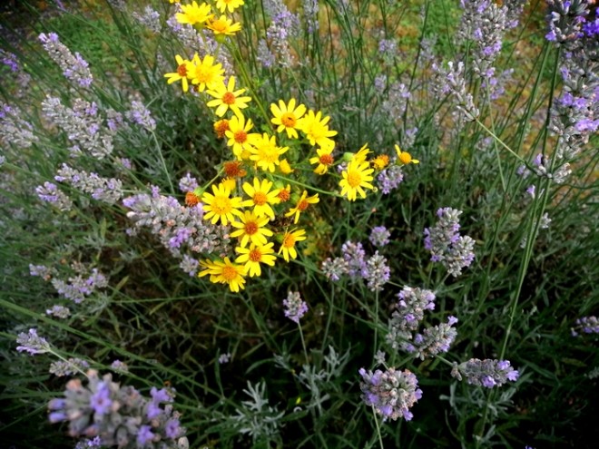 fleurs.jpg