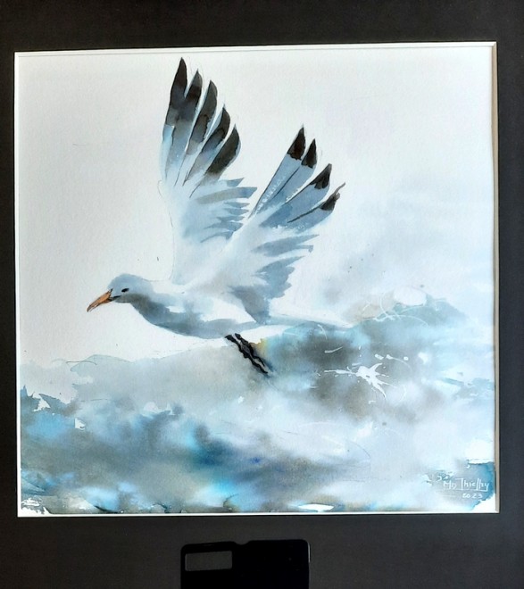 mouette.jpg