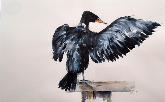 grand cormoran.jpg
