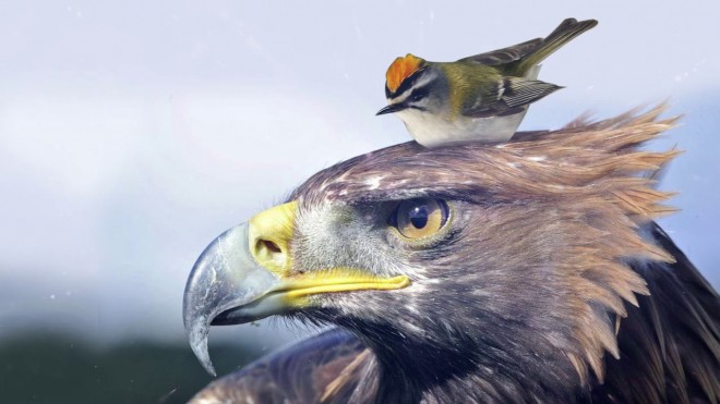 aigle et roitelet.jpg