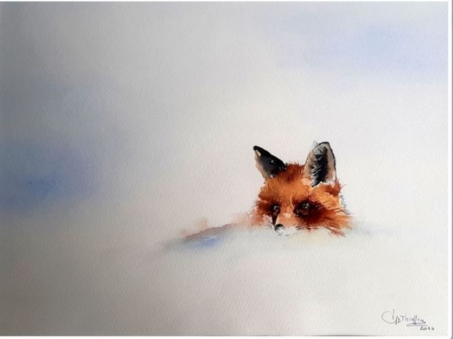 renard à l'affût  (1).jpg
