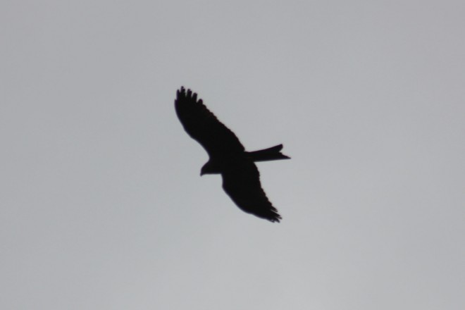 IMG_4283 copie.jpg