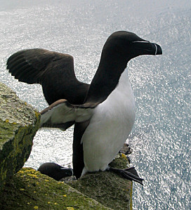 pingouin-torda[1].jpg
