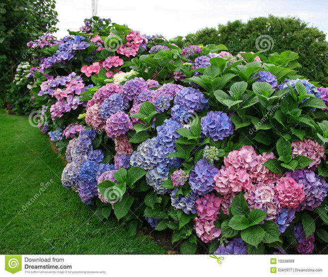 hortensia-12328089.jpg