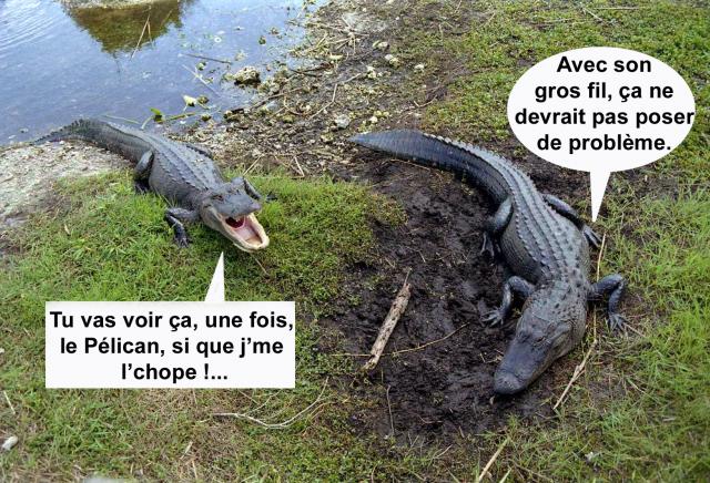 alligators-3-4159ccb.jpg