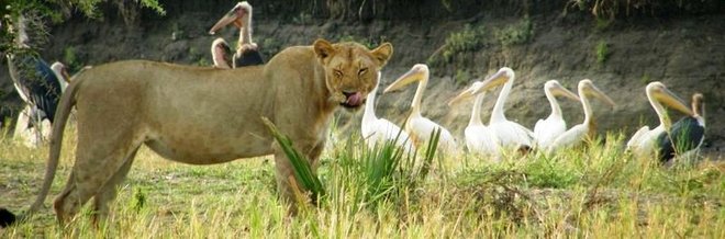 afrique-tanzanie-safari-katavi-lionne-pelican.jpg