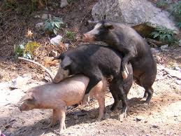cochons corse.jpg
