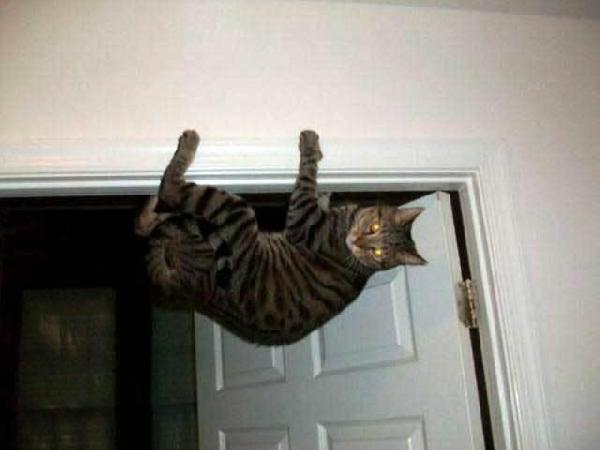 chat-au-plafond.jpg