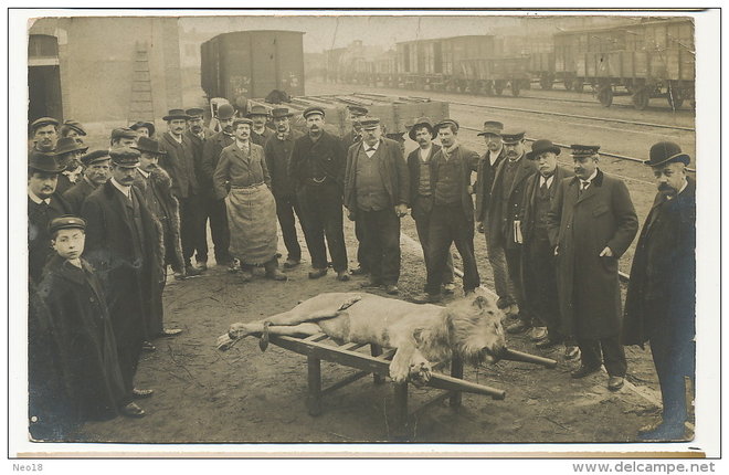 Roanne  Gare  Lion Mort pendant le transport.jpg