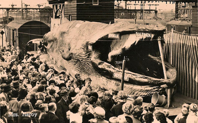 PME Baleine..jpg