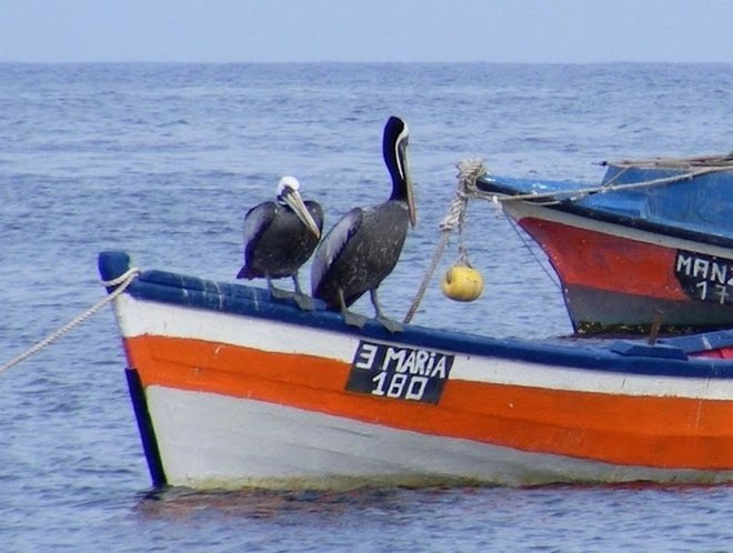 pelican pointu.jpg