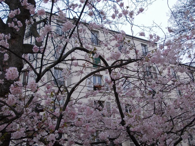 arbres fleurs.jpg