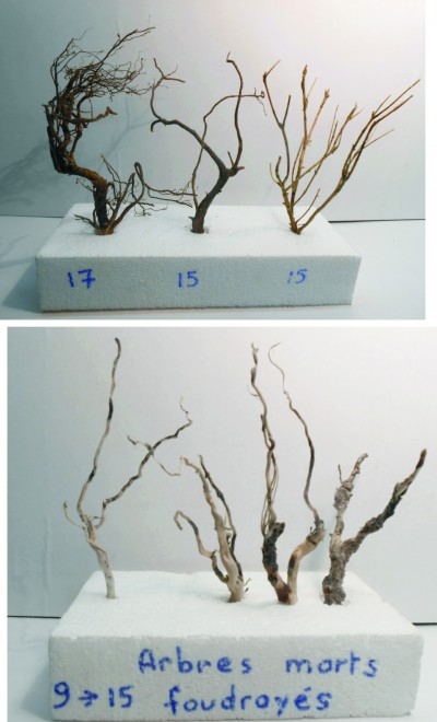 Arbres 2.jpg