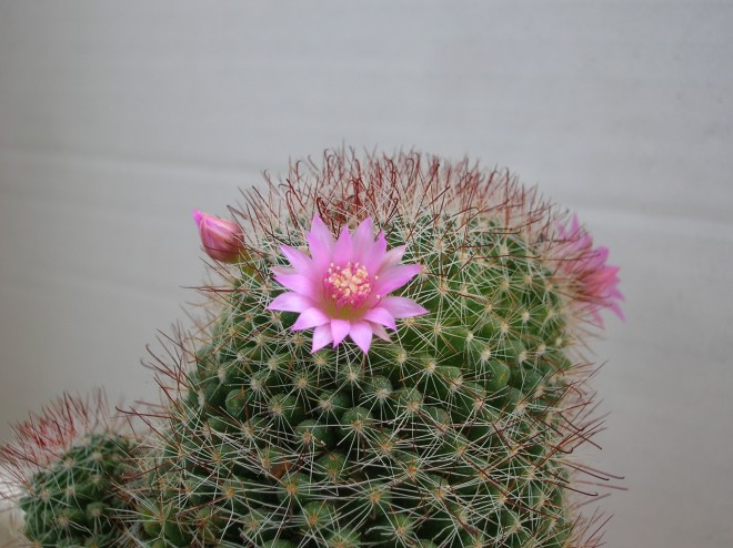 DSCN5672.JPG