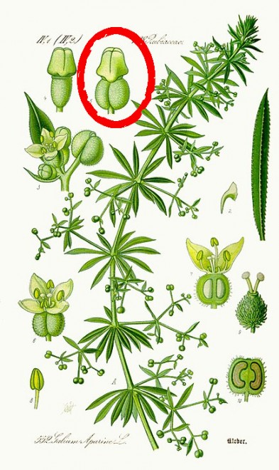 435px-Illustration_Galium_aparine0.jpg