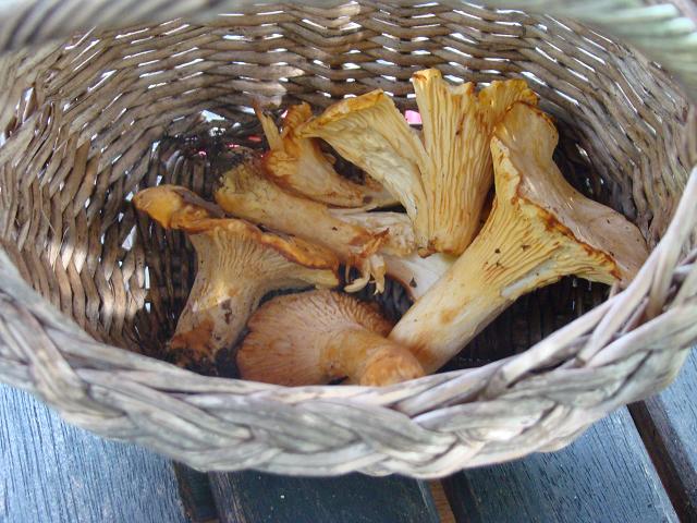 girolles.JPG