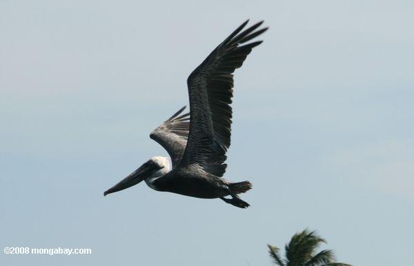 Pelican vole.jpg