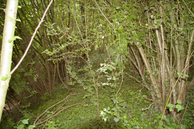 ASSONVAL 1