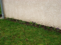 crocus1