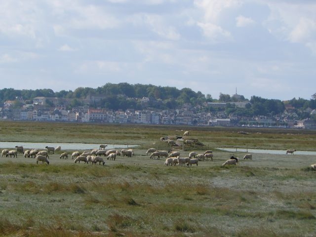 01 Moutons Hutte Baie Saint-Valery