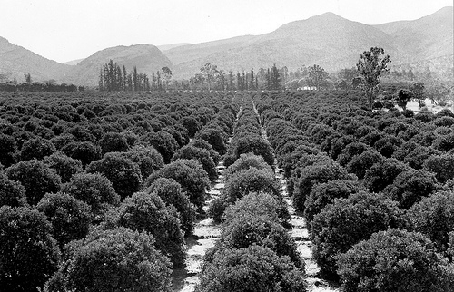 Citrus Orchards, Zebediela Estates, Transvaal 1958 (FLICKR)
