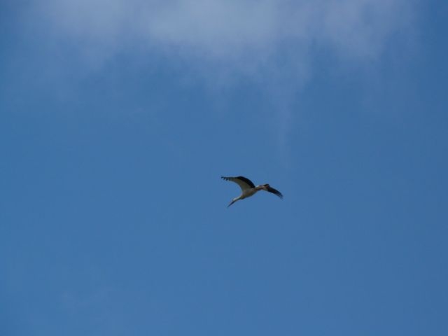 Cigogne