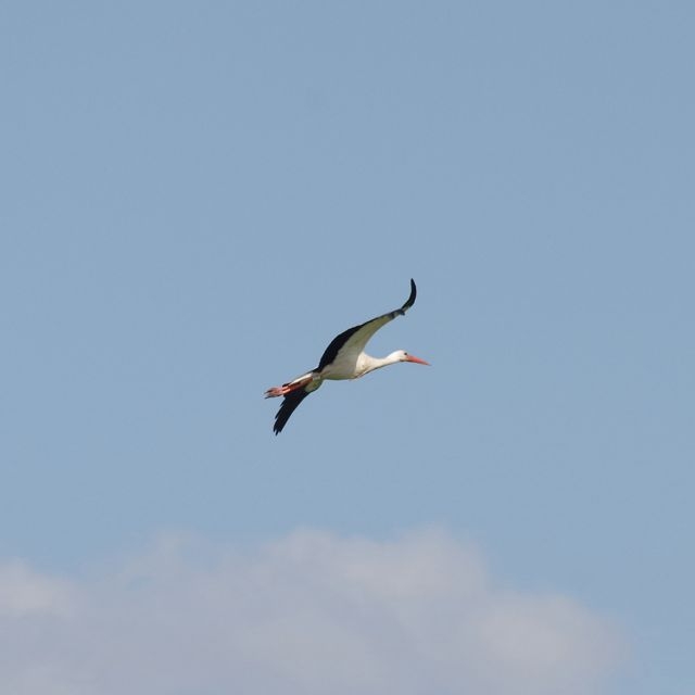 02 CFBS 07.06.15 En attendant le train - Cigogne