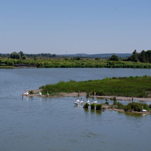 04  CFBS 30.06.15 Digue Le Lac des Cygnes
