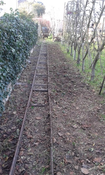 Buis arrachés B12