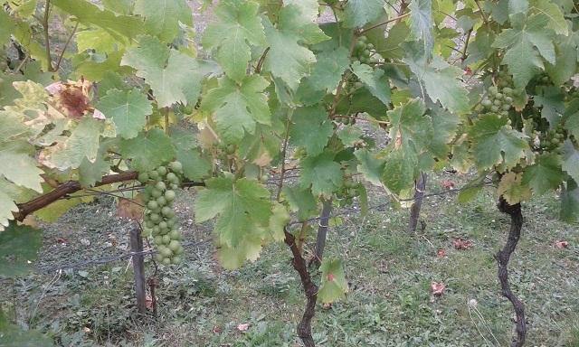 Chasselas doré