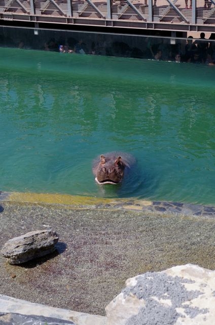 23  Rampe Hippopotames Rhinocéros Pair Daiza 14.06.15