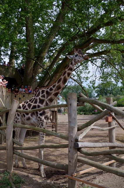 33 Laurent Benjamin Girafe Pairi Daiza 14.06.15