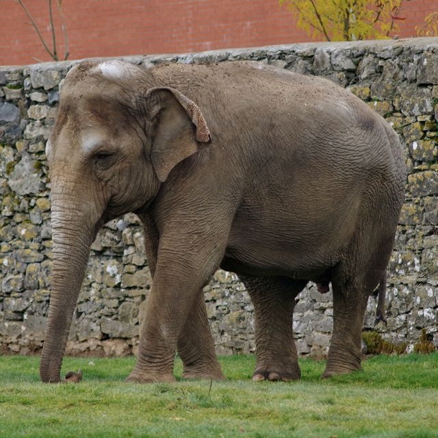 3 Pairi Daiza 23.10.15 040T DFB Eléphants