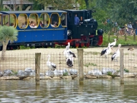 22 Pairi Daiza 21.09.12